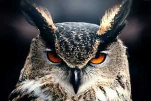 Owl Closeup 4k Wallpaper
