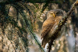 Owl Forest Depth