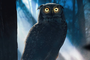 Owl Glowing Eyes Forest 4k