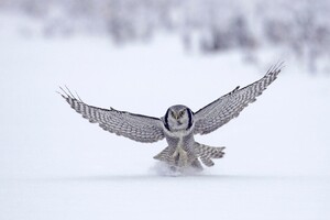 Owl In Snow