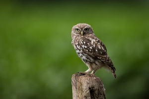 Owl Looking Wallpaper