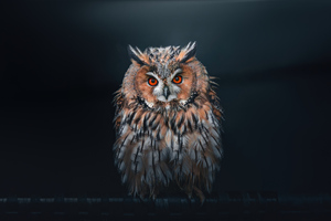 Owl Looking At Viewer (1400x1050) Resolution Wallpaper