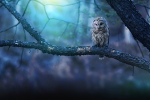 Owl Nature Forest