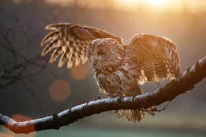 Owl Sitting On Branch Wallpaper