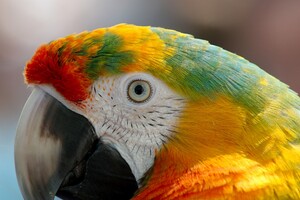 Parrot Macaw Wallpaper