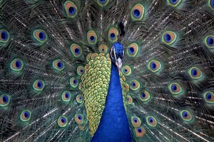 Peacocks (320x240) Resolution Wallpaper