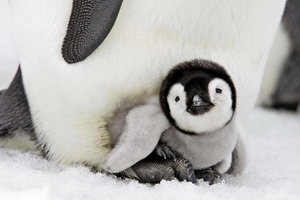 Penguin Baby (1152x864) Resolution Wallpaper