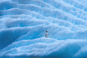 Penguin In Antarctica (1366x768) Resolution Wallpaper