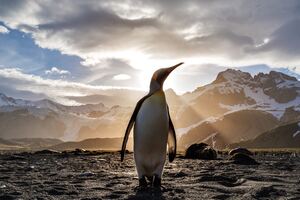 Penguin Looking Out 5k (1600x900) Resolution Wallpaper