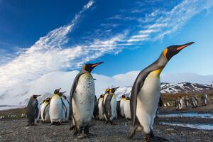 Penguins Following Leader