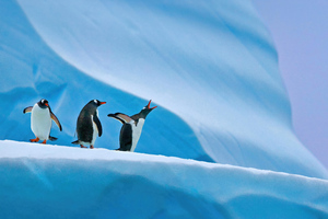 Penguins In Antarctica 5k (2932x2932) Resolution Wallpaper