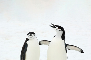 Penguins In Snow 5k (1400x900) Resolution Wallpaper
