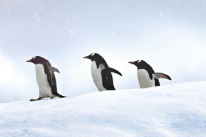 Penguins Walking (1280x800) Resolution Wallpaper