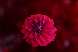 Pink Dahlia Flower Wallpaper