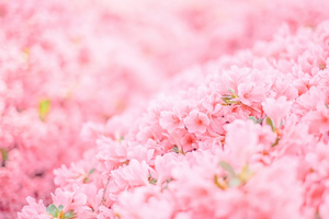 Pink Flowers Minimal 4k (2560x1440) Resolution Wallpaper