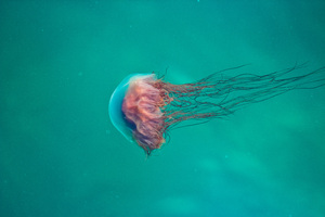Pink Jellyfish 5k
