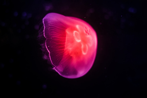 Pink Jellyfish Dark 8k Wallpaper