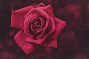 Pink Rose Flower Macro Photography Wallpaper