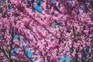Pink Tree Branches 4k