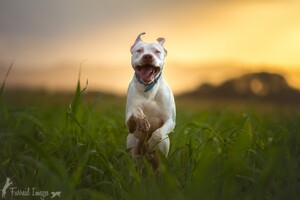 Pitbull Dog Breed Running