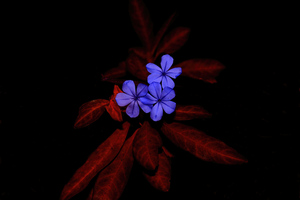 Plumbago Flowers On Pomegranate Leaves 5k (1280x800) Resolution Wallpaper