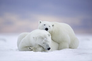 Polar Bears Cold Snow Wallpaper