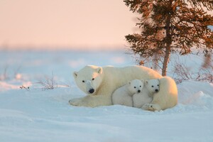 Polar Bear With Baby
