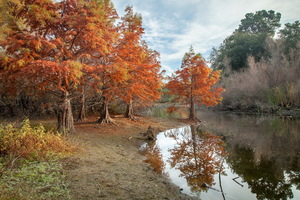 Pond Autumn Park Hd