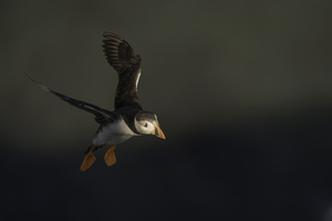 Puffin Flying 5k