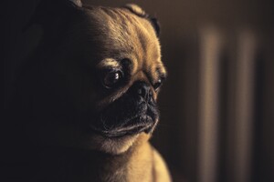 Pug Sad