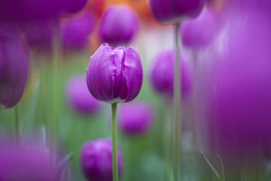 Purple Colour Tulips