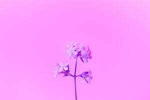 Purple Flower 5k (2560x1440) Resolution Wallpaper