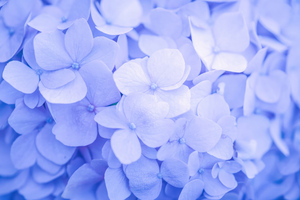 Purple Flowers Minimal 4k (1280x1024) Resolution Wallpaper