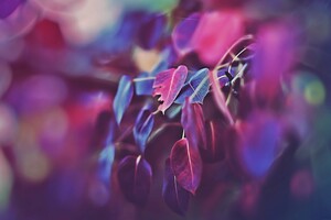 Purple Leaves 2 (320x240) Resolution Wallpaper