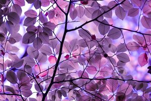 Purple Leaves (1600x1200) Resolution Wallpaper