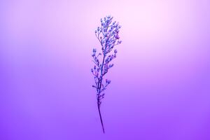 Purple Petal Sky With Stem (5120x2880) Resolution Wallpaper