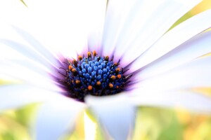 Purple White Flower