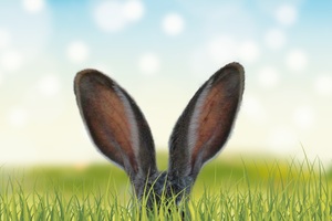 Rabbit Ears In The Grass 5k