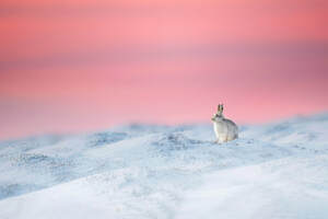 Rabbit In Snow Sitting 5k Wallpaper