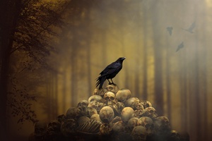 Raven Sitting On Skulls