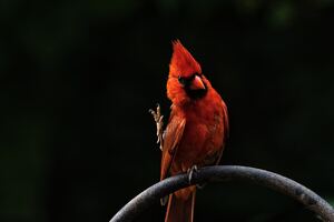 Red Bird Feathers (2048x2048) Resolution Wallpaper