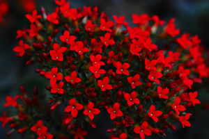 Red Blooming Flowers (1400x1050) Resolution Wallpaper