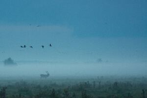 Red Deer Fog Mist 4k