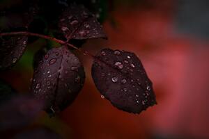 Red Leaf Droplets Dewdrops Macro Rain 4k