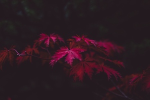 Red Leaves 4k (1280x800) Resolution Wallpaper