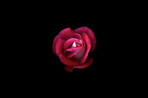 Red Rose Dark Oled (1360x768) Resolution Wallpaper