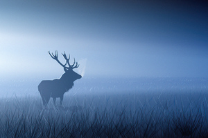 Red Stag In Morning Fog Wallpaper