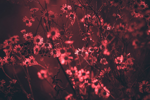 Red Tree Flowers 5k