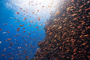 Reefs And An Abundance Of Diverse Marine Life Wallpaper