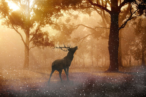 Reindeer Dreamy World Wallpaper